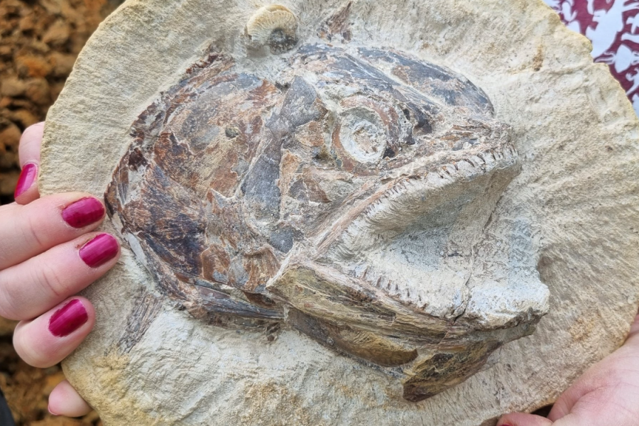 Desentierran pez fósil con más de 180 millones de años en Reino Unido CIENCIA