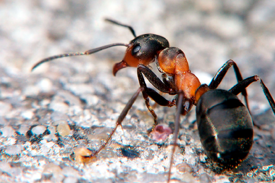 Las hormigas pueden detectar el olor del cáncer en la orina SALUD