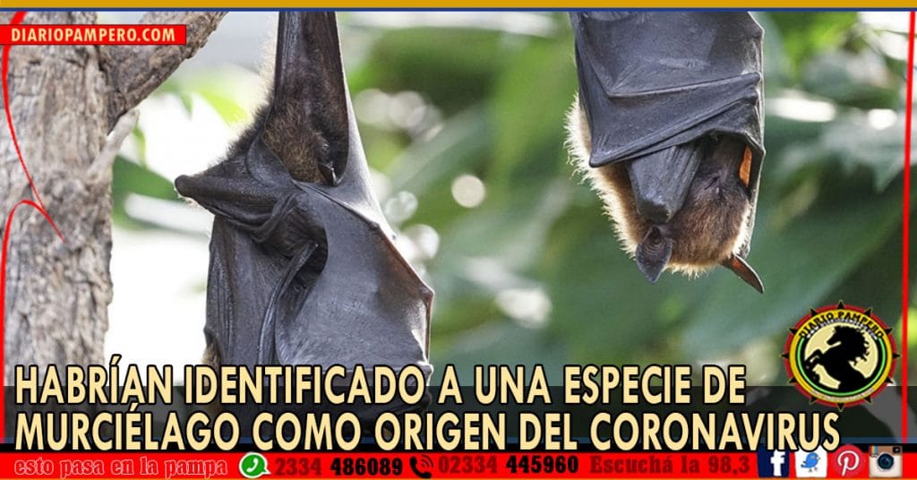 Habrían identificado a una especie de murciélago como origen del Coronavirus