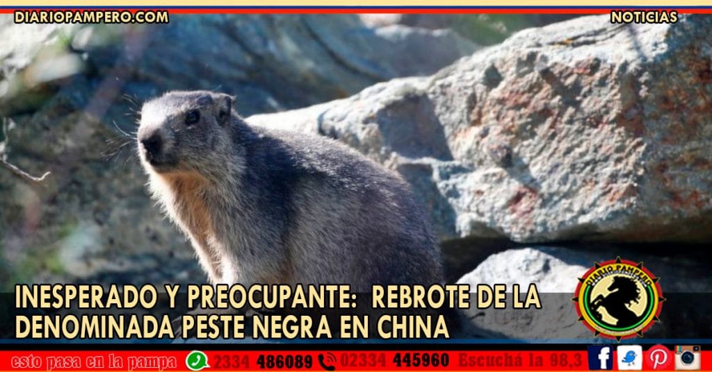 INESPERADO Y PREOCUPANTE:  rebrote de la denominada Peste Negra en China