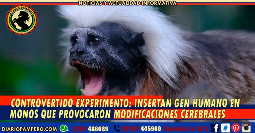 CONTROVERTIDO EXPERIMENTO: insertan Gen Humano en monos que provocaron modificaciones cerebrales