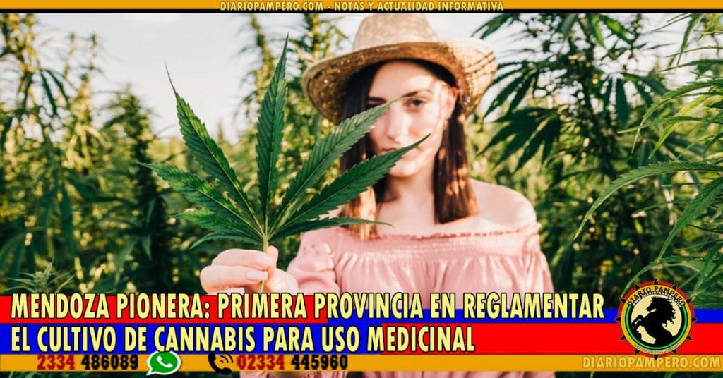 MENDOZA PIONERA: primera provincia en reglamentar el cultivo de cannabis para uso medicinal
