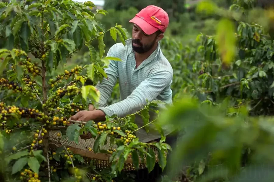 Café al borde: el cambio climático amenaza la industria INTERNACIONALES