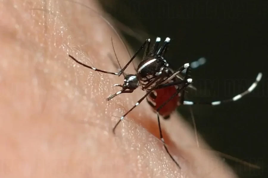 Ministerio de Salud confirma primer caso de Dengue en Eduardo Castex DENGUE