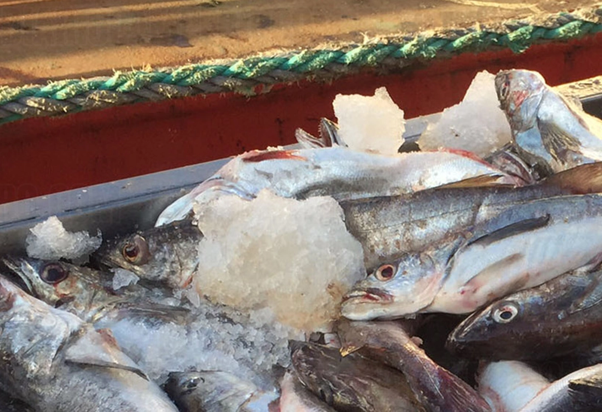 Histórico decomiso de pesca ilegal y aplicación de millonaria multa |  Diario Pampero