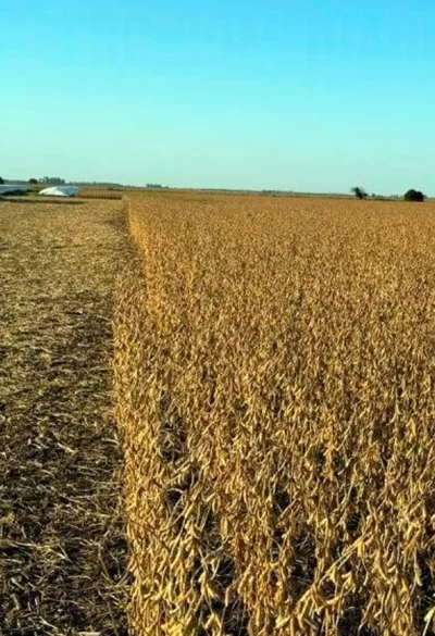 Primeros lotes de soja: buen rendimiento, pero preocupa la calidad del grano AGROPECUARIAS