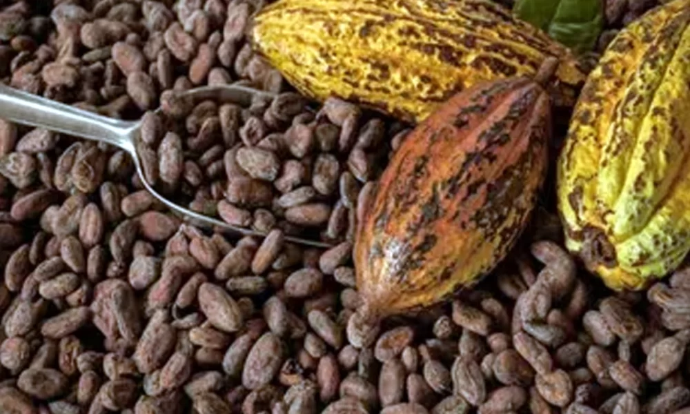 Los Beneficios del Cacao para la Salud: Un Análisis Integral SALUD