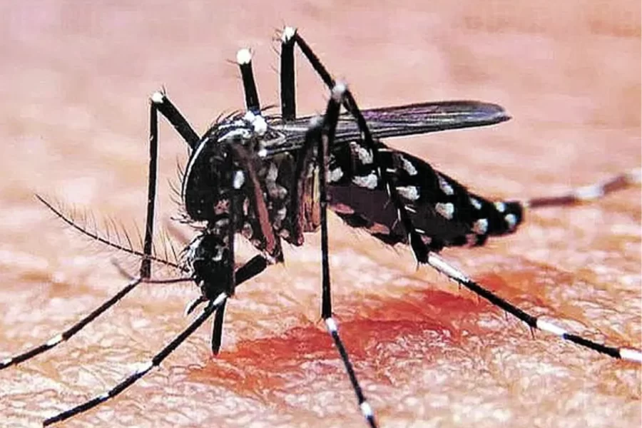 Dengue en La Pampa: Informe actualizado DENGUE
