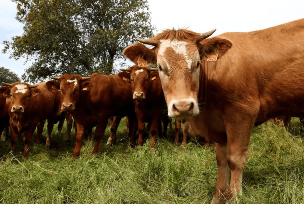 SENASA: Argentina, referente en prevención de la Encefalopatía Espongiforme Bovina
