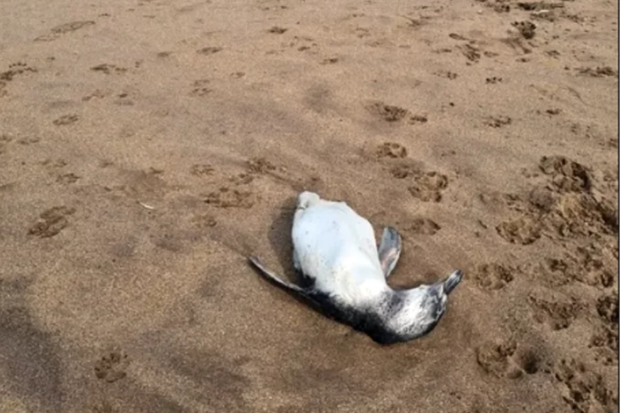Preocupación en Mar del Plata por la Aparición de Pingüinos Muertos NACIONALES