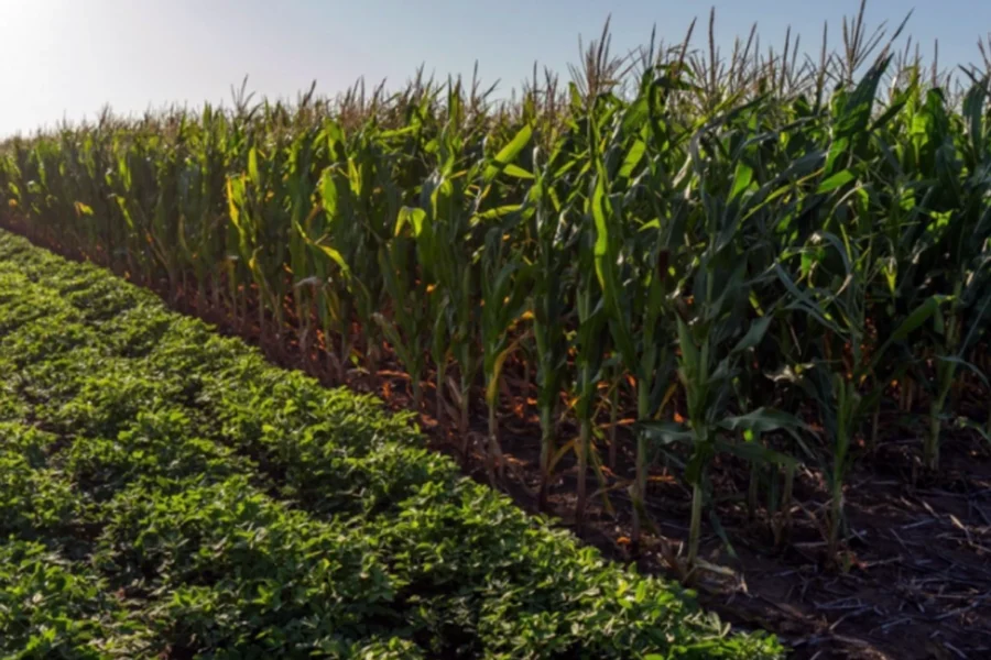 Nueva línea de crédito para la campaña gruesa: hasta 50 millones por productor