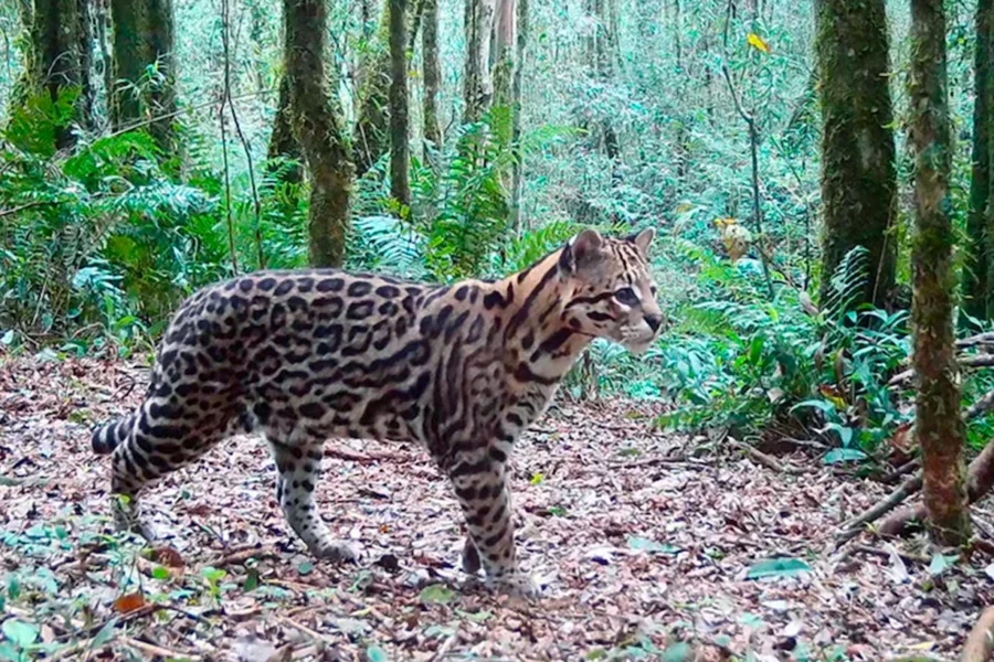 Ocelotes longevos en Misiones rompen récords y revelan secretos de la biodiversidad
