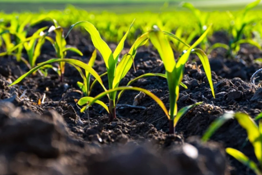 Productores pampeanos disponen de una línea de crédito para la campaña de granos gruesos