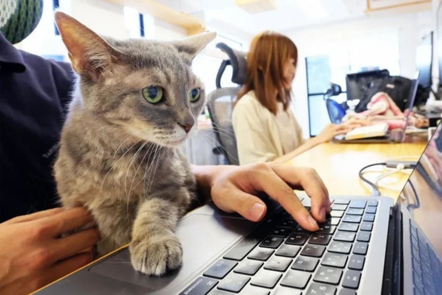 Una firma japonesa de ingeniería adopto gatito para mejorar el entorno laboral