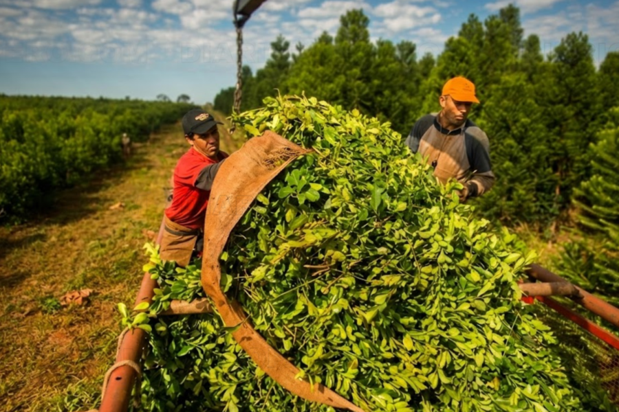 Conflicto Yerbatero: peligra el abastecimiento nacional