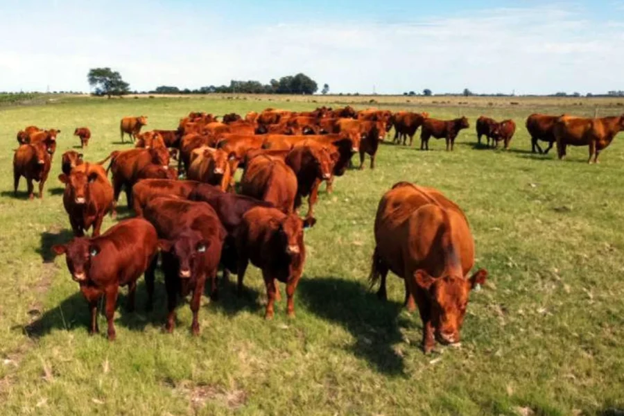 Carbunclo bacteridiano en Toay