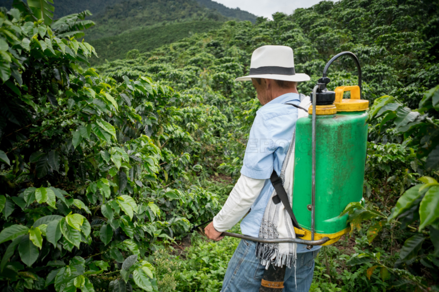 Costa Rica prohíbe el uso agrícola del plaguicida fipronil
