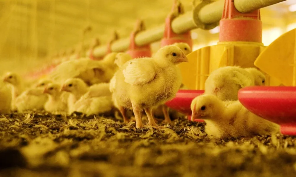 Argentina recupera el estatus de país libre de gripe aviar