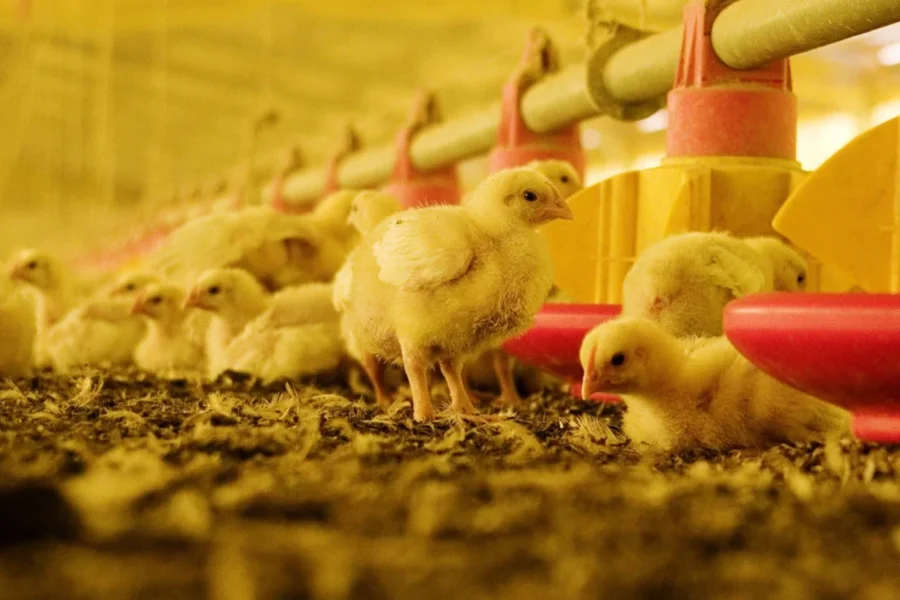 Argentina recupera el estatus de país libre de gripe aviar