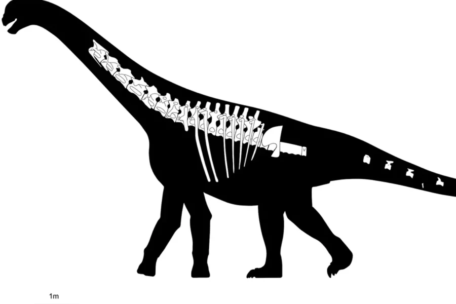 Descubren en Chubut una nueva especie de dinosaurio