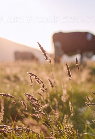 Fuerte aumento de exportaciones de carne vacuna en marzo