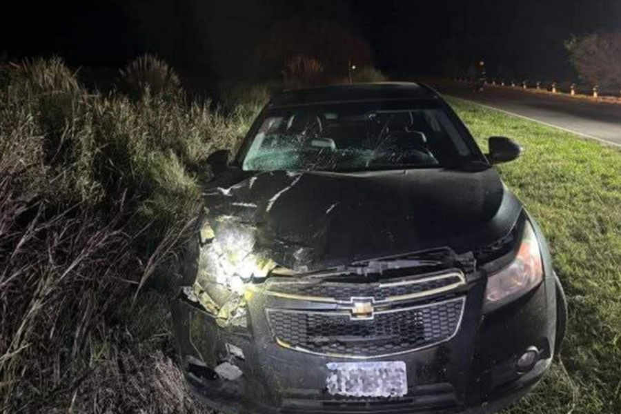 Animales sueltos en la Ruta 2 provocan fuerte choque