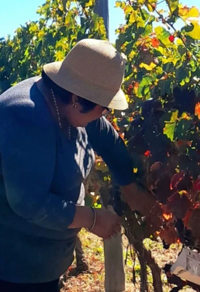 Concluyó el monitoreo de la Mosca del Mediterráneo en zonas productivas de La Pampa