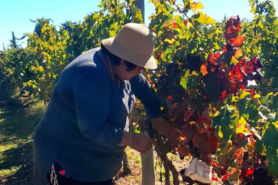 Concluyó el monitoreo de la Mosca del Mediterráneo en zonas productivas de La Pampa