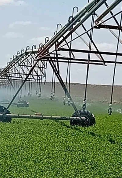 La alfalfa premium pampeana abre mercados y proyecta nuevos negocios en Asia