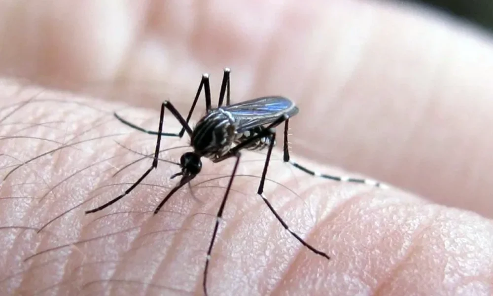 Argentina supera los 2.100 casos de chikungunya