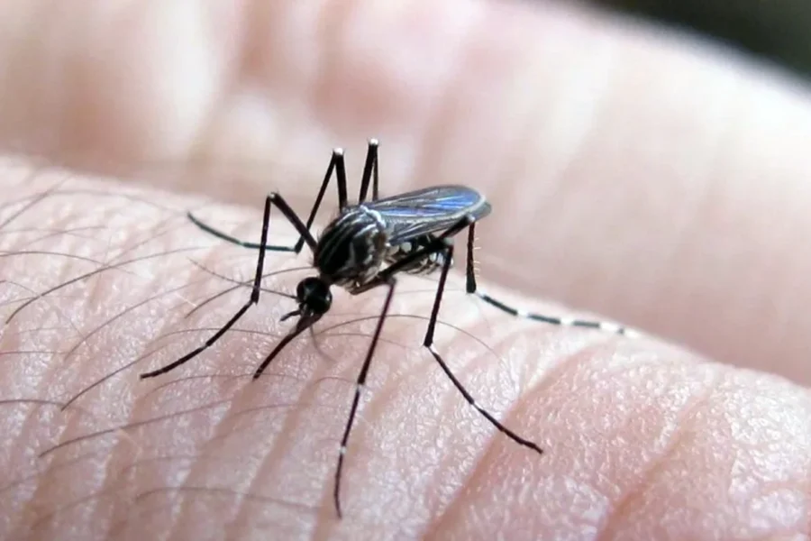 Argentina supera los 2.100 casos de chikungunya