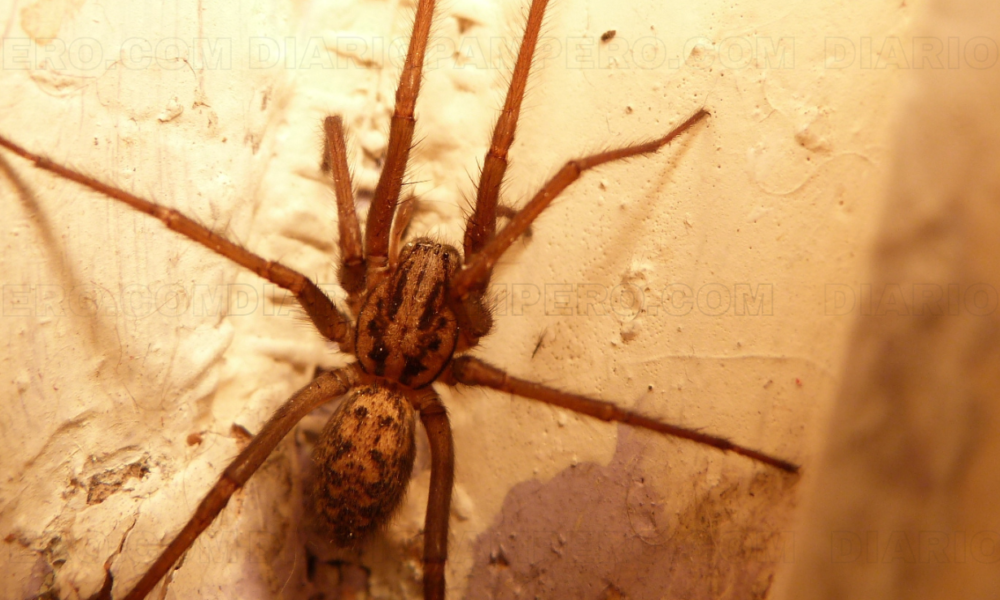 Mujer de 49 años murió por picadura de araña de los rincones