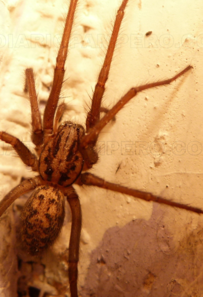 Mujer de 49 años murió por picadura de araña de los rincones
