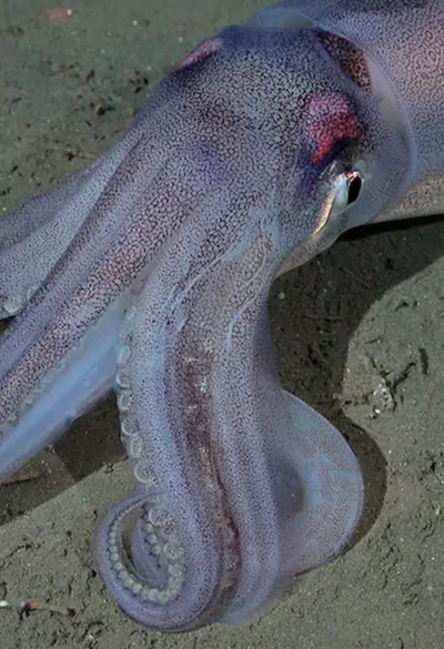 CONICET prepara una nueva expedición al océano profundo frente a Chubut