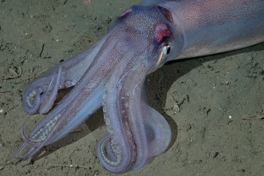 CONICET prepara una nueva expedición al océano profundo frente a Chubut