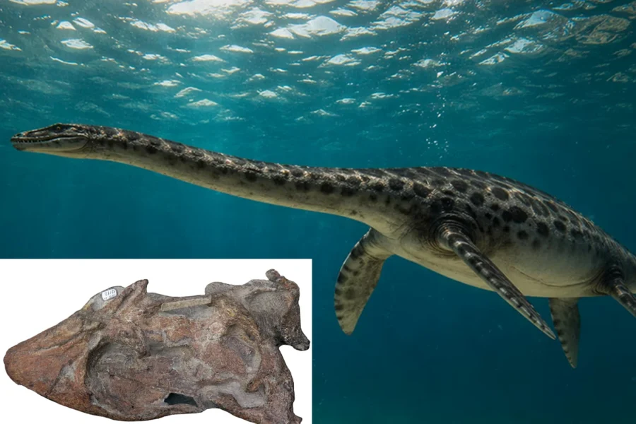 Hallan en Chubut el cráneo de un reptil marino que vivió hace 66 millones de años