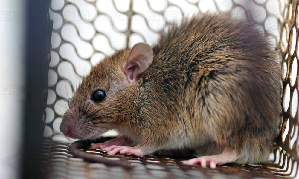 Hantavirus: confirman dos nuevos casos