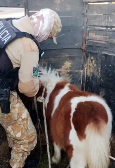 Insólito robo en Mendoza: ofrecía un poni robado por Marketplace