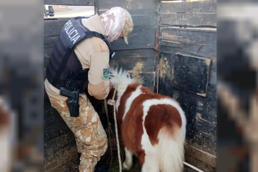 Insólito robo en Mendoza: ofrecía un poni robado por Marketplace
