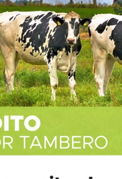 Créditos de hasta $200 millones para impulsar inversiones en tambos de La Pampa