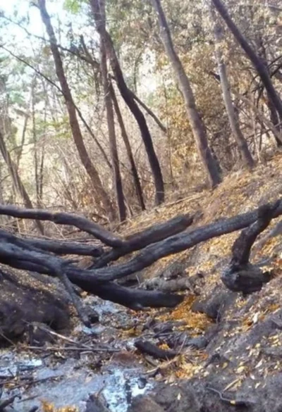 Los incendios forestales modificaron la calidad del agua en arroyos de la Patagonia