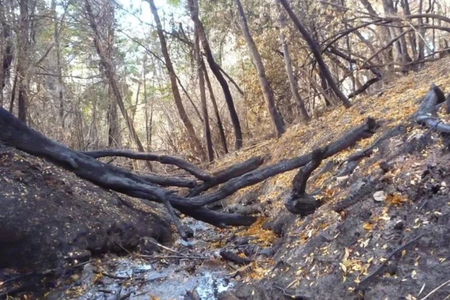 Los incendios forestales modificaron la calidad del agua en arroyos de la Patagonia