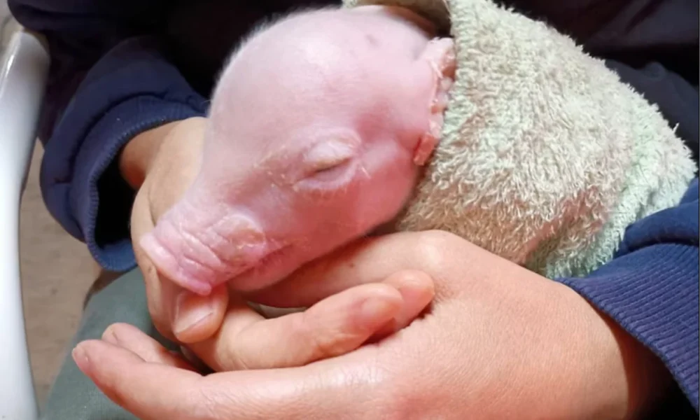 Argentina: nació el primer cerdo modificado genéticamente para futuros trasplantes de órganos humanos