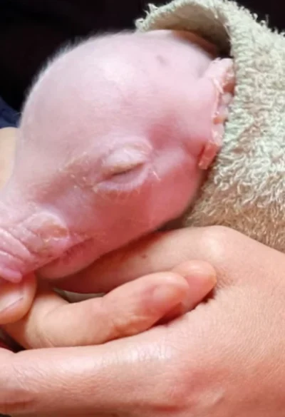 Argentina: nació el primer cerdo modificado genéticamente para futuros trasplantes de órganos humanos