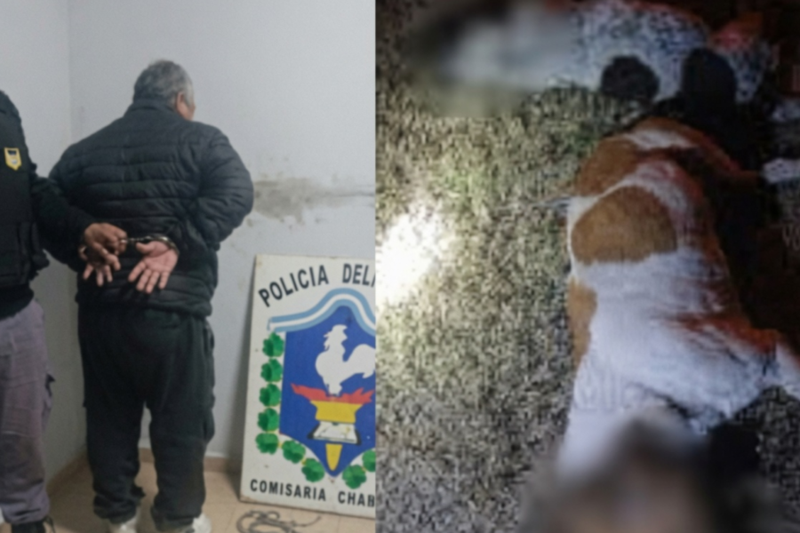 Brutalidad animal: confesó asesinar a sus dos perros
