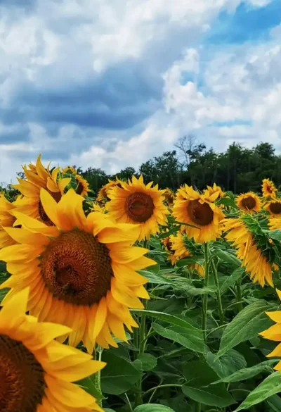 El girasol acelera exportaciones