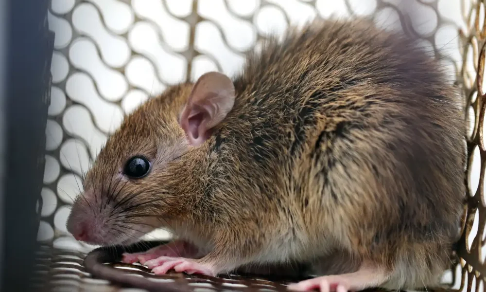 Un joven de 26 años murió por hantavirus en Neuquén