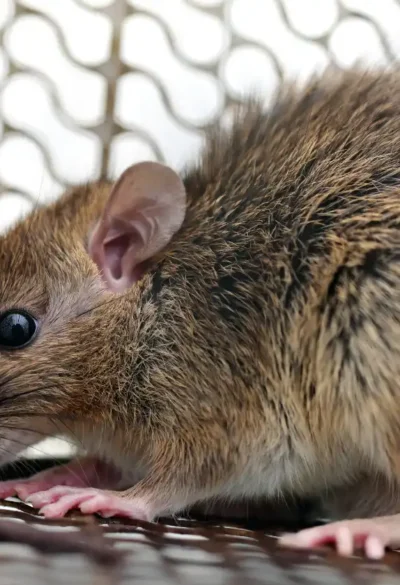Un joven de 26 años murió por hantavirus en Neuquén