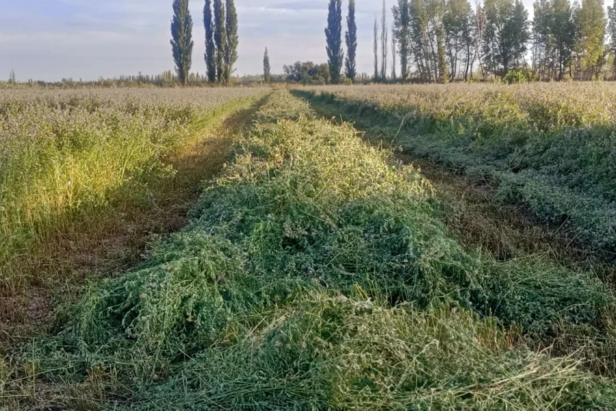 Work Men apuesta por la alfalfa en 25 de Mayo