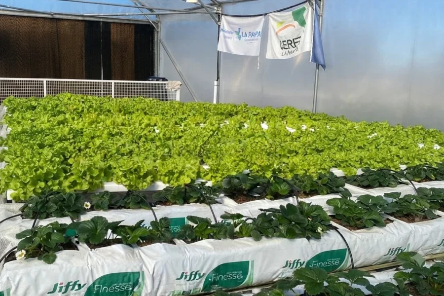 El CERET reunirá a productores y técnicos para evaluar cultivos bajo invernadero